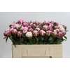 Paeonia Sarah Bernhardt