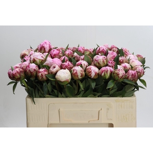 Paeonia Sarah Bernhardt
