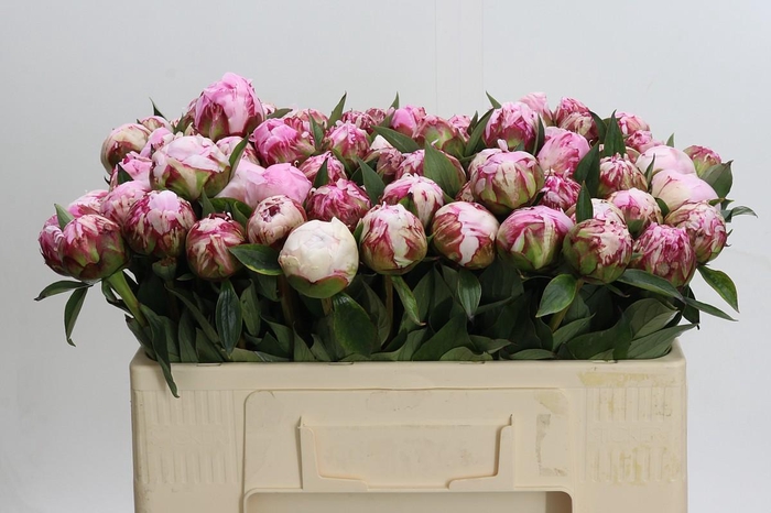 <h4>Paeonia Sarah Bernhardt</h4>