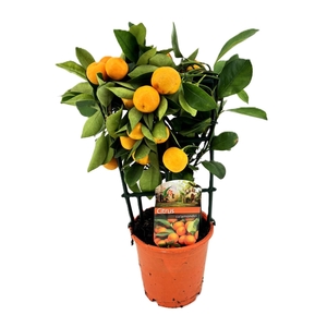 Citrus calamondin