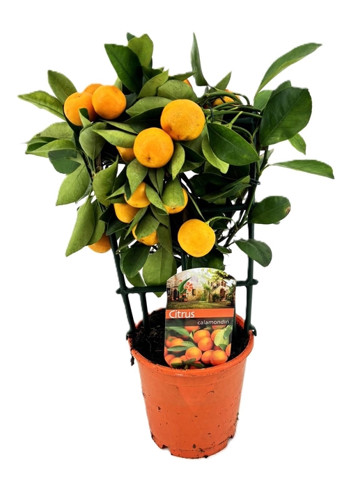 <h4>Citrus calamondin</h4>
