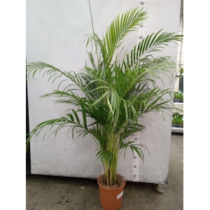 Dypsis lutescens   ...Chrysalidoca
