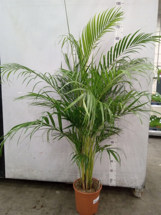 <h4>Dypsis lutescens   ...Chrysalidoca</h4>