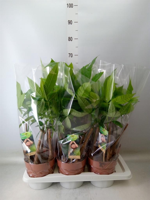 <h4>Pachira aquatica</h4>