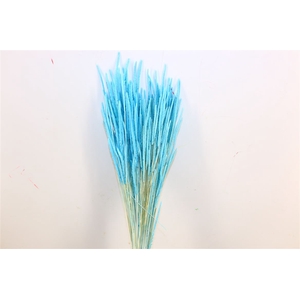 Dried Phleum L Blue Bunch