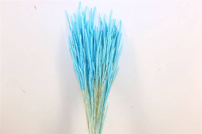 <h4>Dried Phleum L Blue Bunch</h4>