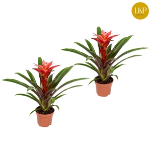 Guzmania Libby Roze (zonder Hoes)