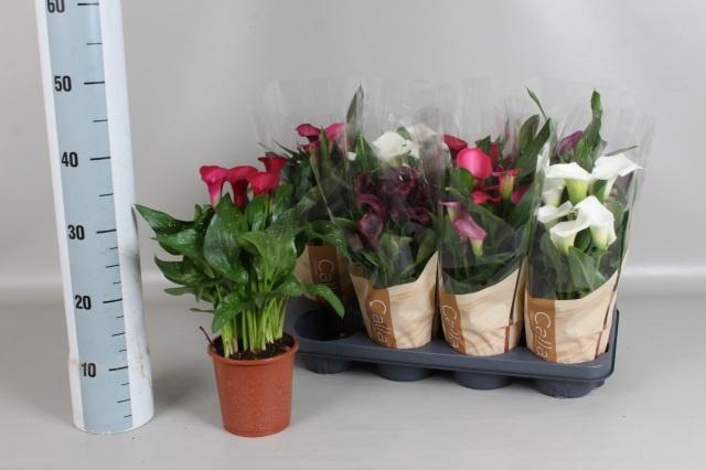 <h4>ZANT GEM 5 KL</h4>