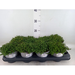 Thymus citriodorus 'Aureus'