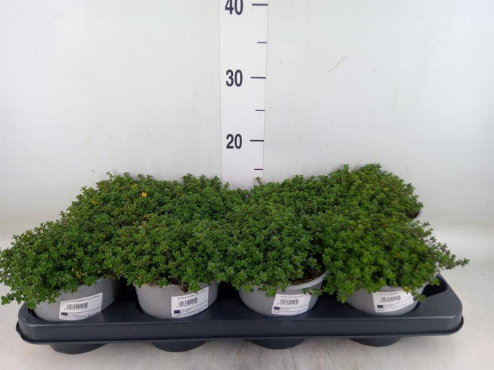 <h4>Thymus citriodorus 'Aureus'</h4>