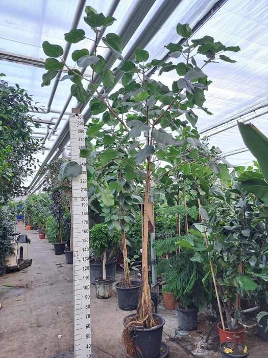 <h4>Ficus umbellata rechte stam 400</h4>