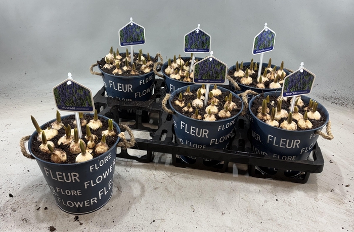 arr8 Arr Muscari In Zinken Pot