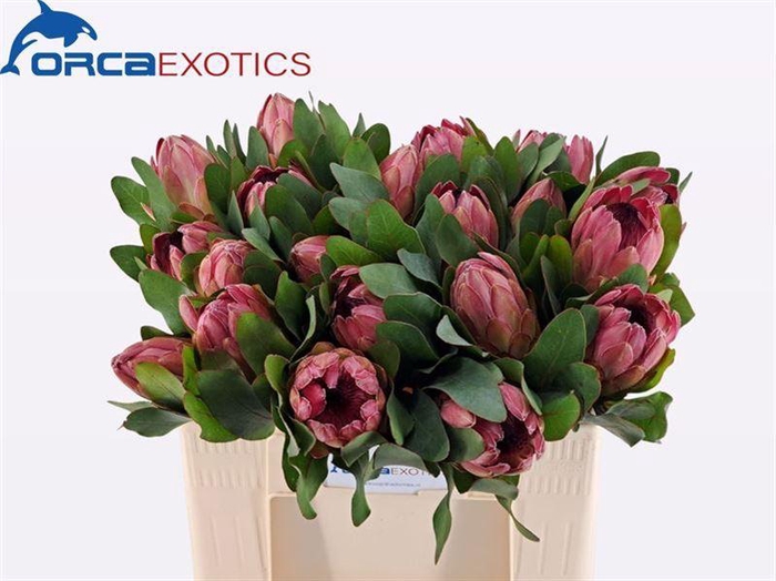 <h4>Protea Sylvia</h4>