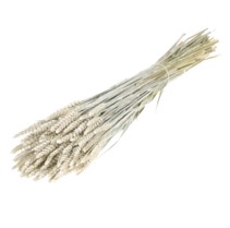 .Triticum white misty