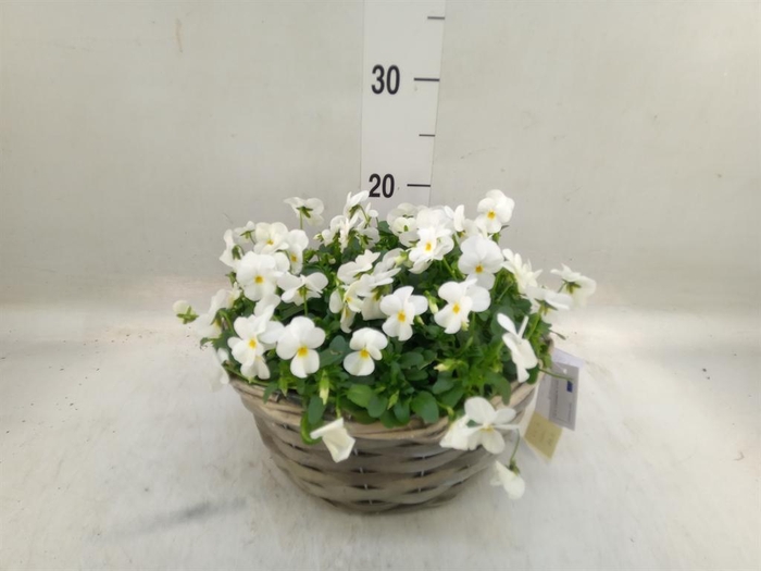 <h4>Viola corn.   ...</h4>