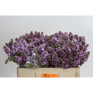 Syringa vulgaris 'Michel Buchner'