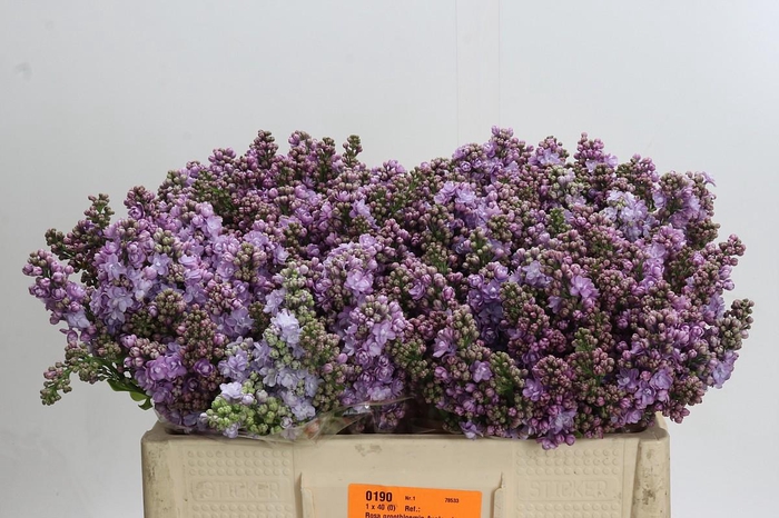 <h4>Syringa vulgaris 'Michel Buchner'</h4>