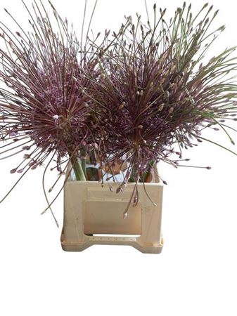 <h4>Allium Schubertii</h4>