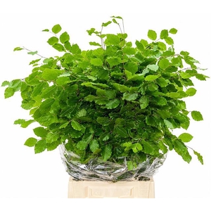 Faggio Green (beech,beuk)