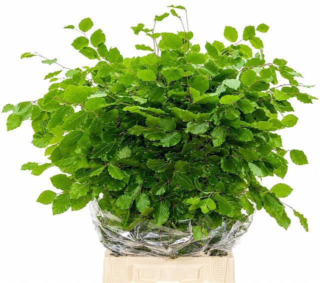 <h4>Faggio Green (beech,beuk)</h4>