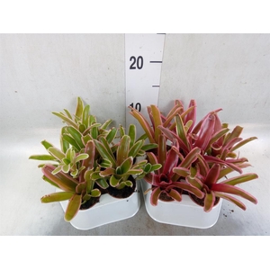 Nidularium  'Fire Ball Striped'