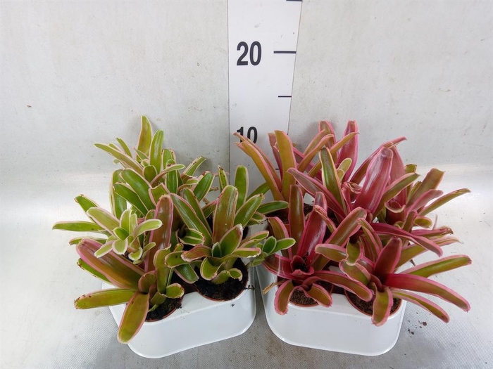 <h4>Nidularium  'Fire Ball Striped'</h4>