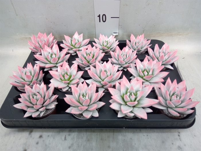 <h4>Echeveria  'Miranda'</h4>