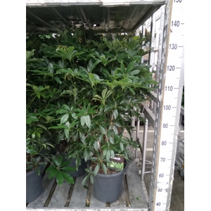 Schefflera arbor. 'Compacta'