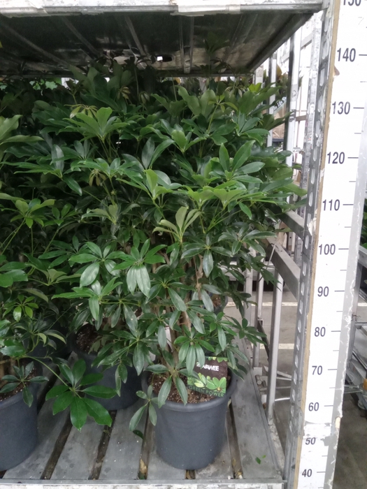 <h4>Schefflera arbor. 'Compacta'</h4>