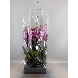 Phalaenopsis  'Ant Barcelona'