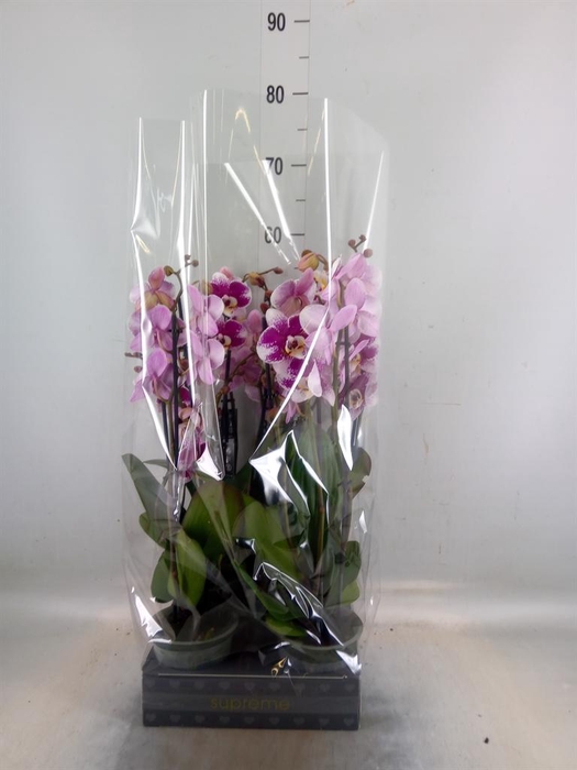<h4>Phalaenopsis  'Ant Barcelona'</h4>