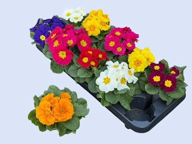 <h4>PRIM AC GEM</h4>