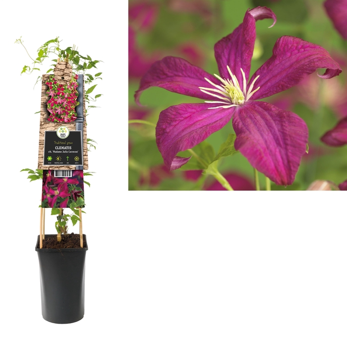 <h4>Clematis vit. 'Madame Julia Correvon' +3.0 label</h4>
