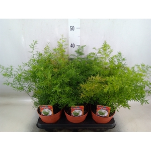 Asparagus dens. 'Cwebe'