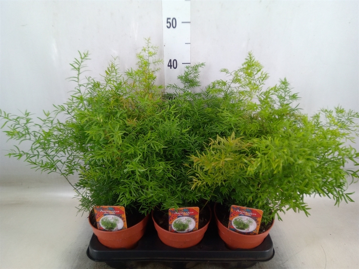 <h4>Asparagus dens. 'Cwebe'</h4>