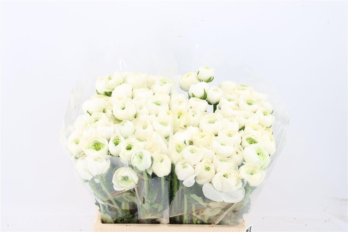 <h4>Ran Elegance White</h4>