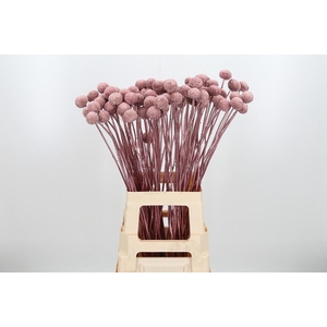 Craspedia Kl Bh Rose Goud Xl