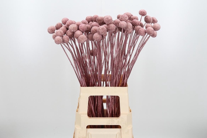 <h4>Craspedia Kl Bh Rose Goud Xl</h4>