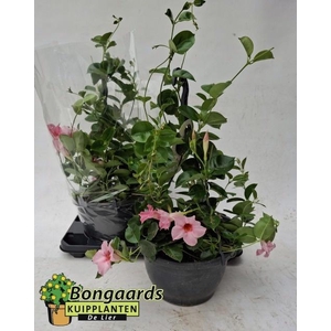 MANDE SUN CR PINK