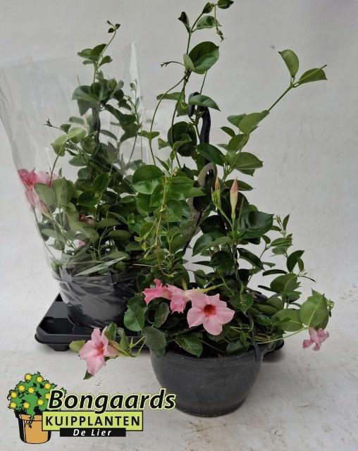 <h4>MANDE SUN CR PINK</h4>