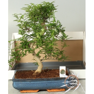 BONSAI GEM