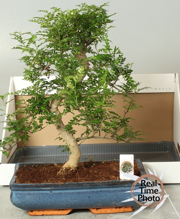 <h4>BONSAI GEM</h4>