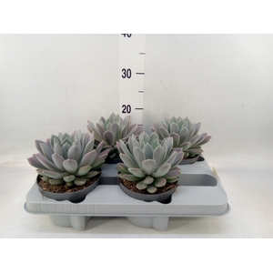 Pachyphytum  'Draco'