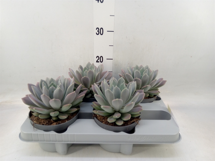 <h4>Pachyphytum  'Draco'</h4>