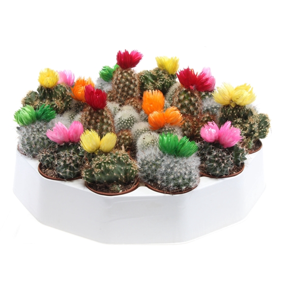 <h4>Cactus deocratie strobloem rondo</h4>
