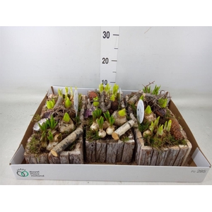 Arr.   Bol/Knolgewas L%