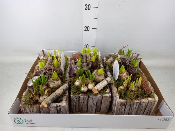 <h4>Arr.   Bol/Knolgewas L%</h4>