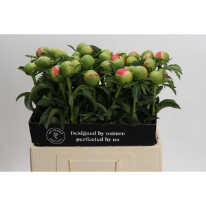 Paeonia Coral Sunset