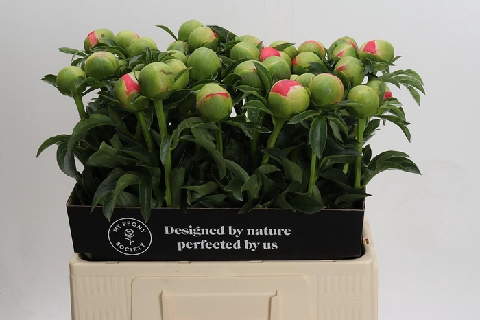<h4>Paeonia Coral Sunset</h4>