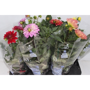 DAHLIA XXL P15